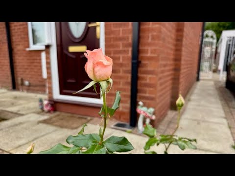 Видео: 🌹 Тур по саду / Какие розы ещё цветут? / Осенний бал роз 🌿 Приглашаю на прогулку по моему саду 