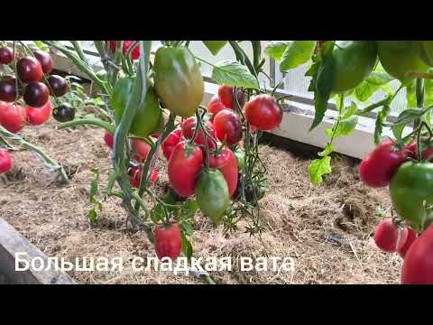 Видео: Обзор сортов томатов Теплица №3 часть 6