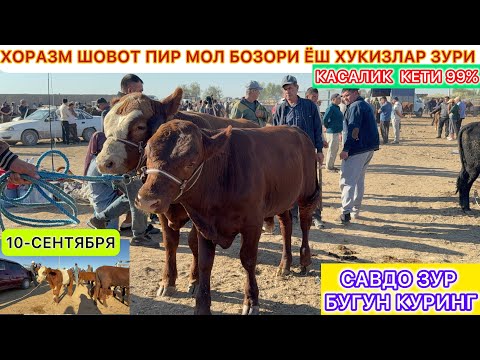 Видео: ХОРАЗМ ШОВОТ ПИР МОЛ БОЗОРИ ЁШ ХУКИЗЛАР ЗУРИ КАСАЛИК КЕТИ 99% САВДО ЗУР БУГУН КУРИНГ 10-сентября 