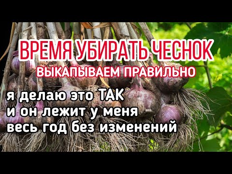 Видео: ВСЁ ПРО УБОРКУ И ХРАНЕНИЕ ЧЕСНОКА, чтобы ваш урожай пролежал год и не испортился.