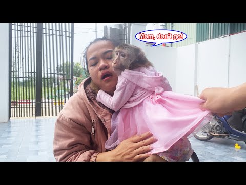 Видео: Прощай, мама! Манки Лили не хочет отпускать маму на работу и утешается оператором.