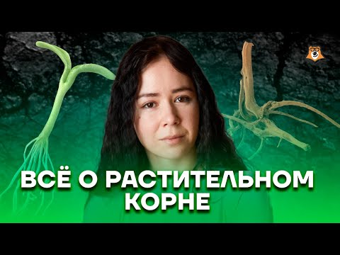 Видео: Все о растительном корне | Биология ЕГЭ 2023 | Умскул