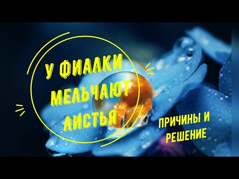 Видео: Мельчают листья у фиалки? Разбор причин!