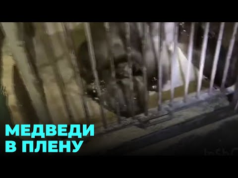 Видео: Цирковых медведей бросили под Новосибирском