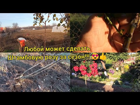 Видео: Как сделать штамбовую розу за сезон?😃Где я беру подвои для штамба?Развитие розового штамба за сезон