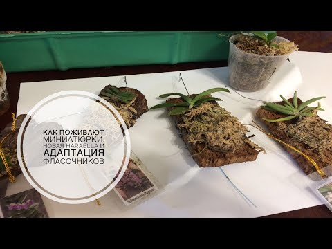 Видео: Как поживают миниатюрки Schoenorchis,Gastrochilus,Pteroceras, новая Haraella, адаптация фласочников