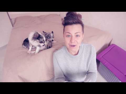 Видео: КОГО СОБАКА ЛЮБИТ БОЛЬШЕ?! КАК ПОНЯТЬ?!