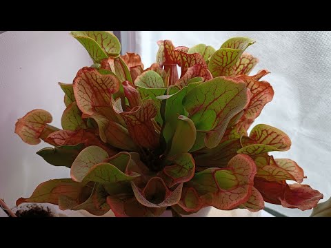 Видео: Моя Сарацения Дракула идёт на зимовку)