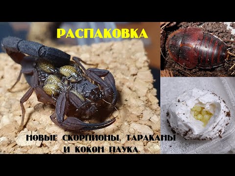 Видео: Скорпионы Tityus magnimanus. Тараканы Hemiblabera brunneri. Забор кокона у Chilobrachys Vietnam Blue
