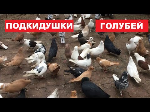 Видео: Немного подкидушек николаевских голубей.Но все-таки сегодня забрал тетеревятник одного николаевского