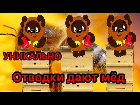 Видео: Отводки дают товарный мед.