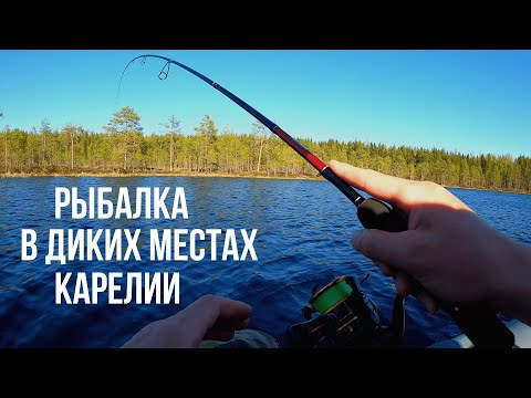 Видео: РЫБАК НАШЁЛ ОЗЕРО В ЛЕСУ И ОБАЛДЕЛ! РЫБА НА КАЖДОМ ЗАБРОСЕ ТАКОГО НЕ ОЖИДАЛ! РЫБАЛКА В КАРЕЛИИ 2024