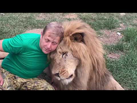 Видео: Как мы выгоняли львов из вольера и УГОВАРИВАЛИ ВОЖАКА ЧУКА ! Russian Lion man !