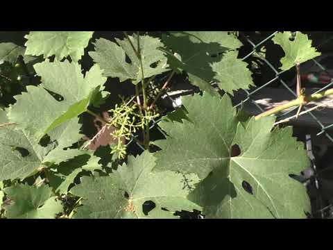 Видео: Грозди на пасынках. Говорим про пасынковый урожай