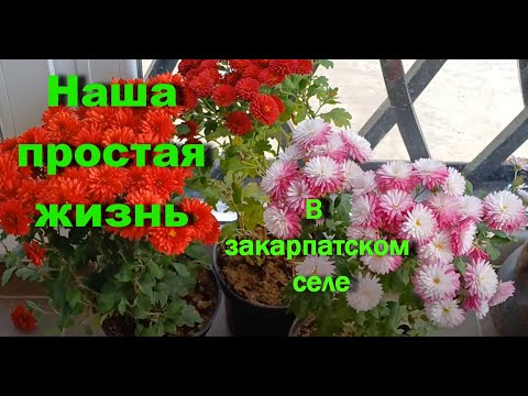 Видео: Дела домашние, карпатский обед, грибная юшка, новый девайс, новые растения.