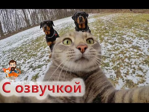 Видео: ПРИКОЛЫ С КОТАМИ! Самая смешная озвучка животных!