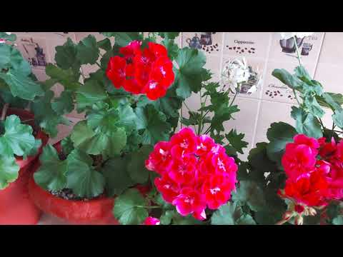 Видео: Лучший способ черенкования Пеларгонии\Герани\ Чем удобрить Герань, для пышного цветения