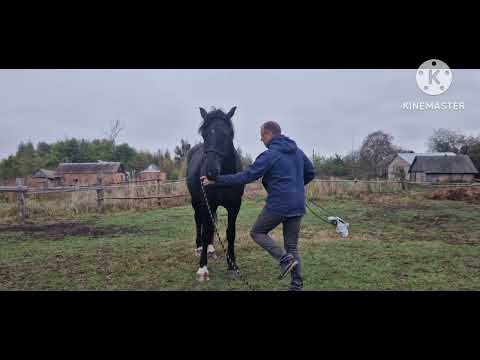 Видео: Процес навчання коней не легкий :). Проміжні результати... :)