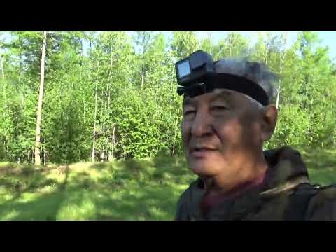 Видео: Услуга по отстрелу медведя.