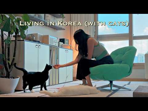 Видео: Утренний ритуал с кошками в Корее | Влог из квартиры