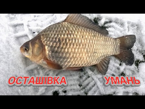 Видео: Весна прийшла. Кабани клюють! Рибалка на боковий кивок і поплавок з льоду