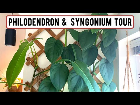 Видео: Тур «Филодендроны и сингониумы» 2022 (более 35 разновидностей)