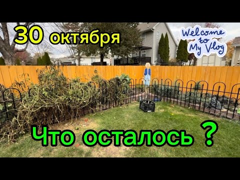 Видео: ЗАКРЫЛА СЕЗОН ОГОРОДА 2025 #garden #iowa #life #usa #vlog #vegetables 