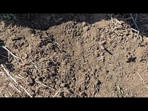 Видео: Старт посева пшеницы.  No-till 20.09.2024