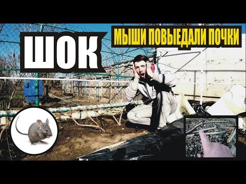 Видео: Виноград/Раскрываем виноград/Последствия зимы/Весна 2019/Неужели мыши съели все почки??