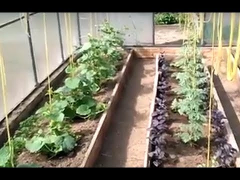 Видео: У мамы в гостях.Экскурсия по огороду.