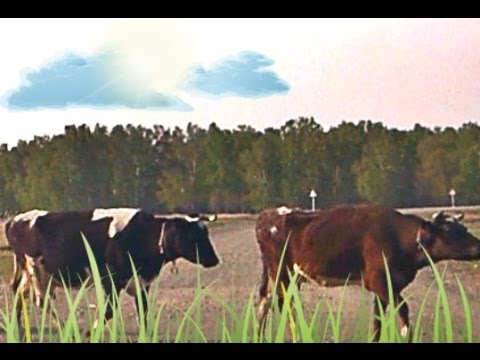 Видео: Радостный проездом