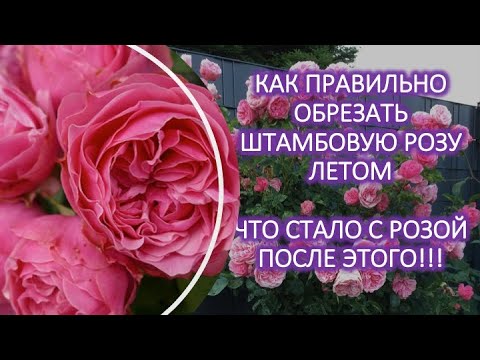 Видео: Уход Обрезка штамбовой розы Леонардо да Винчи летом