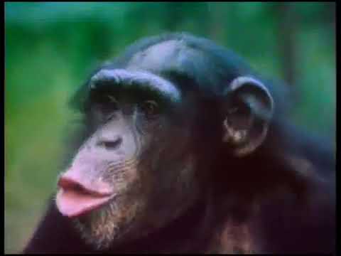 Видео: Обезьяний остров (1974) Фильм Игоря Войтенко Документальный