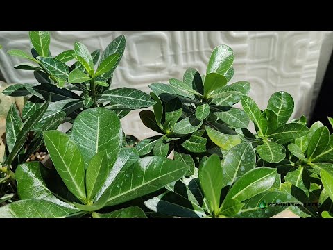 Видео: Сеянцы и немного цветущих адениумов #adenium #адениум #адениумуход