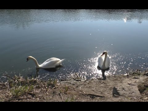 Видео: Карась в апреле с берега, на реке Ингулец.