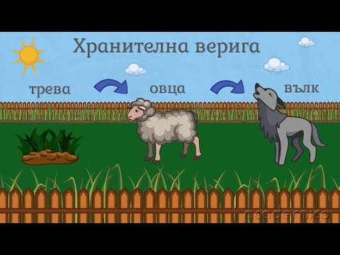 Видео: Хранене на животните - Човекът и природата 3 клас | academico