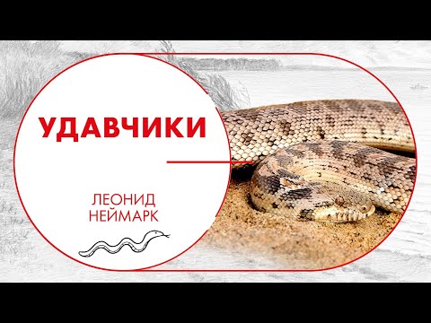 Видео: Удавчики. Не просто маленькие удавы, а отдельное подсемейство