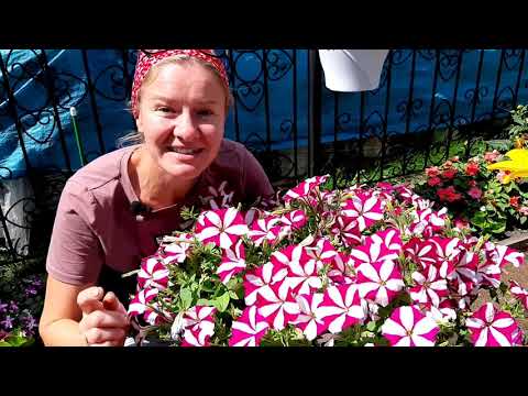 Видео: ОБЗОР КРАСИВОГО  ЦВЕТНИКА В САДУ ТАТЬЯНЫ,  уникальные ЦВЕТЫ и клумбы с секретами