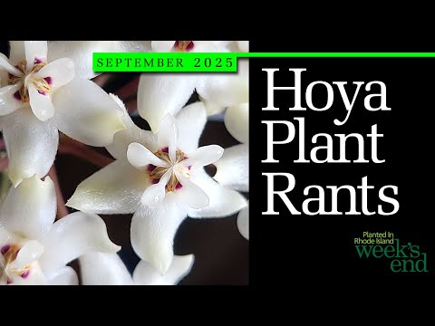 Видео: РАСТЕНИЯ С КОЖИСТЫМИ РАСТЕНИЯМИ | Эллиптическая полая, лакунная полая, Dischidia ruscifolia и раз...