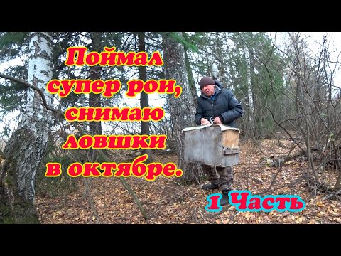 Видео: СНИМАЮ ТЯЖЁЛЫЕ ЛОВУШКИ ДЛЯ ПОИМКИ РОЁВ В КОНЦЕ ОКТЯБРЯ, ПОПАЛИСЬ СИЛЬНЫЕ ПЧЕЛОСЕМЬИ. 1 Часть.