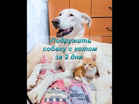 Видео: Как подружить собаку с котом за 2 дня 🐕 😺