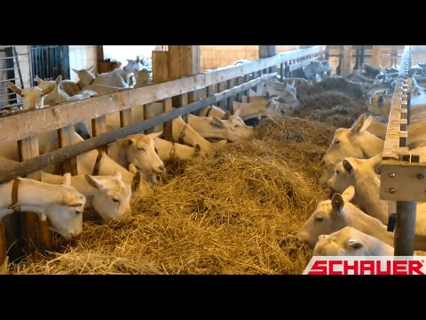Видео: Кормовая лента для овец и коз SCHAUER (Австрия)