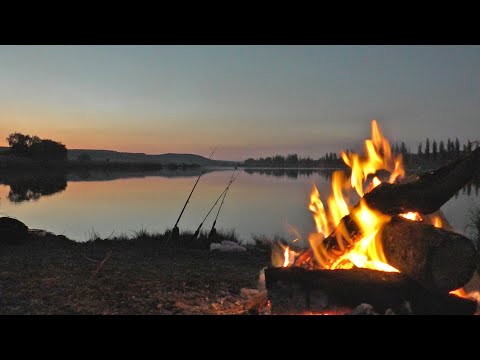 Видео: Сомик, голодная крыса, и просто РЫБАЛКА