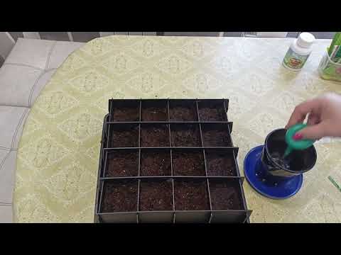 Видео: Простой  способ посева бархатцев серии ТАЙШАН без пикировки.м-н.ДАЧА г Каменск-Уральский 15.03.2023