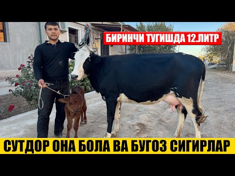Видео: СУТДОР ОНА БОЛА ВА БУГОЗ СИГИРАЛР АРЗОН НАРХДА 01-11-2025г
