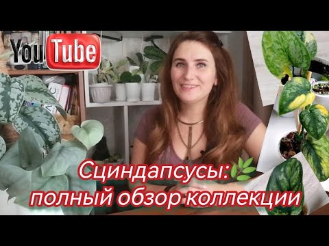 Видео: СЦИНДАПСУСЫ: полный обзор моей КОЛЛЕКЦИИ . Более 40 СОРТОВ - так МНОГО красоты в ОДНОМ видео🌿.