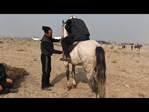 Видео: Аламан улак. Тарговый 