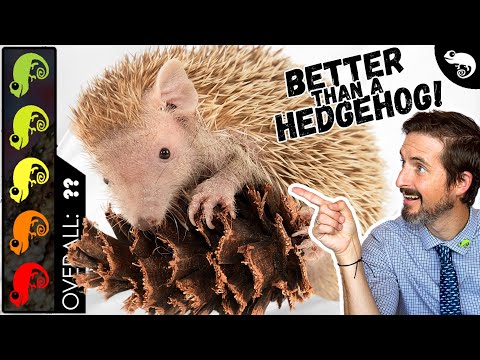Видео: Ёж тенрек, лучшее домашнее млекопитающее?