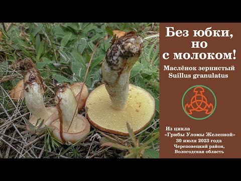 Видео: Без юбки , но с молоком!... Маслёнок летний или зернистый -  Suillus granulatus