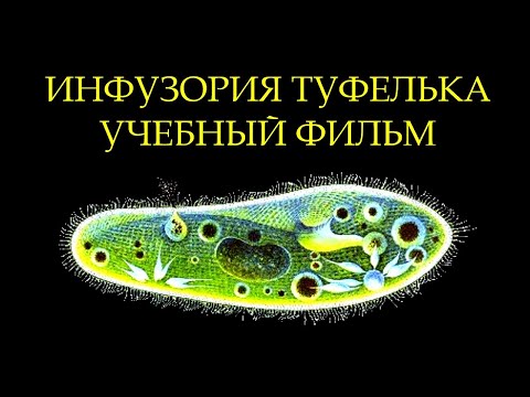 Видео: Инфузория туфелька - учебный фильм